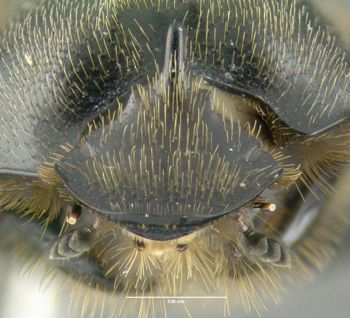 Media type: image;   Entomology 602112 Aspect: head frontal view